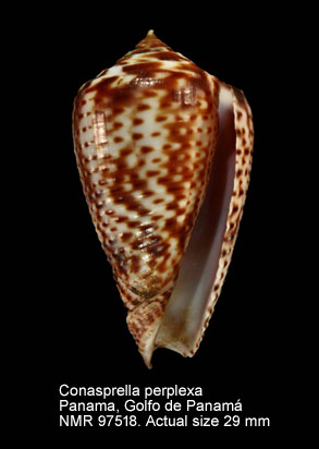 Conasprella perplexa.jpg - Conasprella perplexa (G.B.Sowerby,1857)